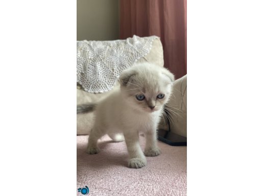Yavru british shorthair