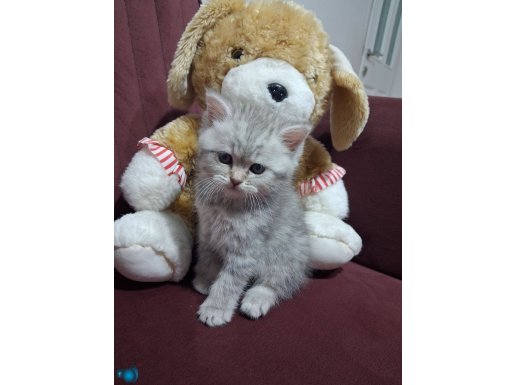 Orjinal minikler neşe kaynağı