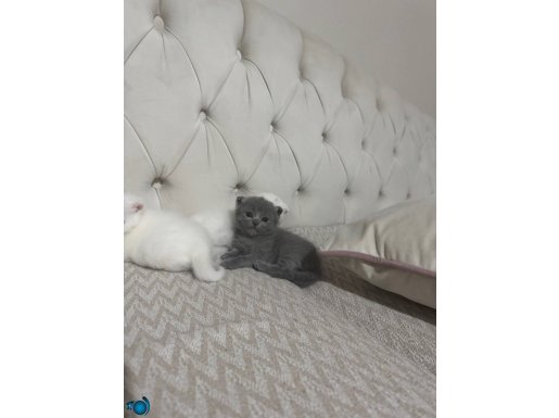 19.05.2025 doğumlu scottish fold dişi-erkek yavrular