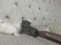 19.05.2025 doğumlu scottish fold dişi-erkek yavrular