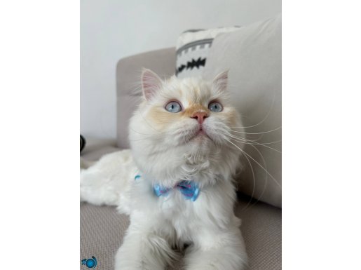 Tam bir yakışıklı