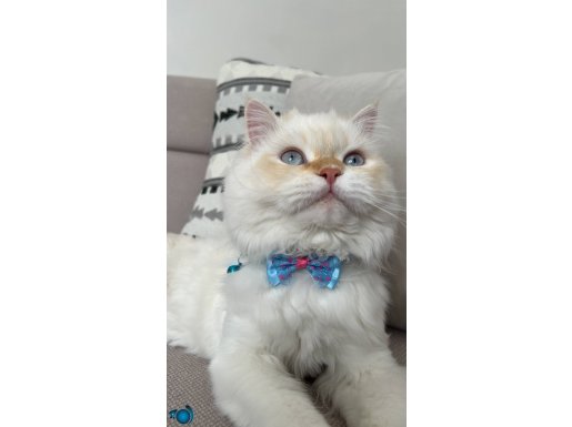 Maviş yakışıklı bir kedi 