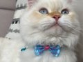 Maviş yakışıklı bir kedi 