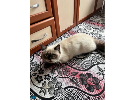 Siyam cinsi kedim sahiplendirilecektir 
