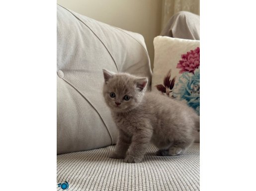 1.5 aylık yavru British Shorthair