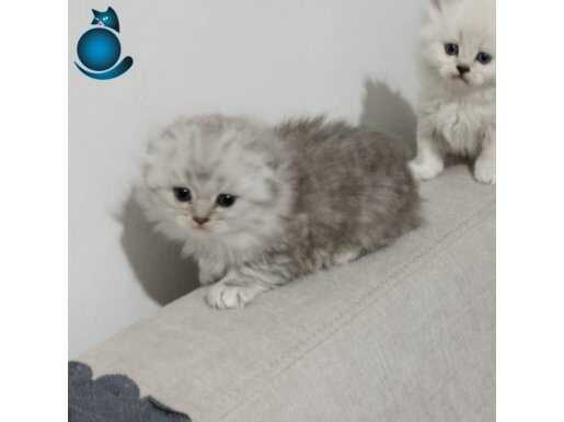 skotish longhair 