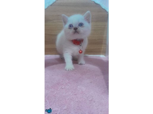 1 erkek 1 disi british bluepoint