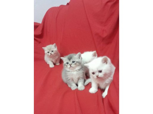  British Shorthair Yavrular 3 kardes