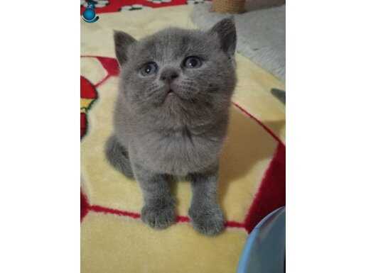 Redpoint bluepoint cikolata point kardesler