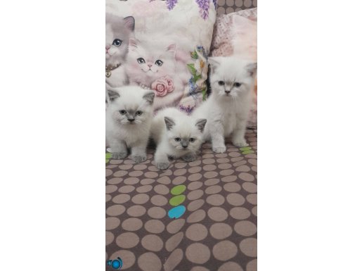 1 erkek 1 disi british gri yavru. Vitrin fotosu eski ilan