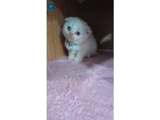 Red point, blue point, cikolata point son 5 yavru