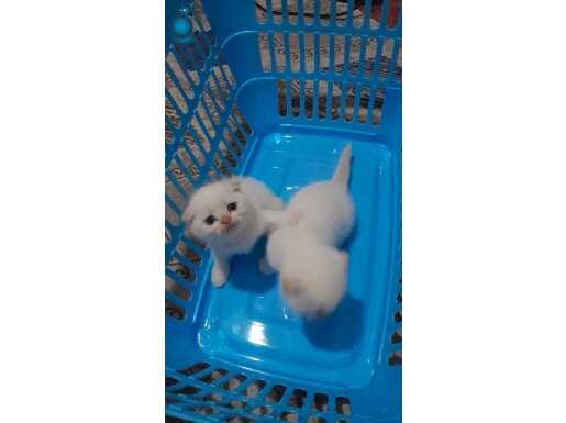 Scottish fold yavrum erkektir ev ortamında büyüdüler