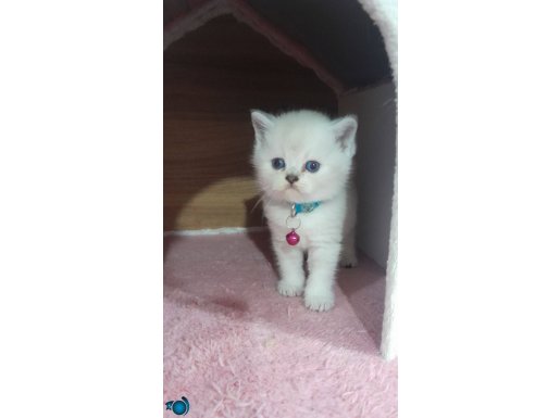 Bluepoint british mavi gözlü yavrum 