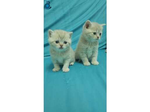 Rezerveye Açık Sosyal Mizaçlı British Shorthair Yavruları