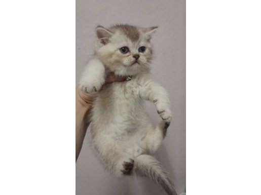 60 günlük eğitimleri tam yakışıklı erkek