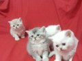  British Shorthair Yavrular 3 kardes