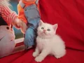 4 disi kardeş 1 blue poınt 3 lynx poınt