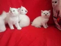 4 disi kardeş 1 blue poınt 3 lynx poınt