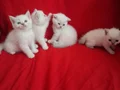 4 disi kardeş 1 blue poınt 3 lynx poınt