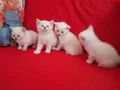 4 disi kardeş 1 blue poınt 3 lynx poınt