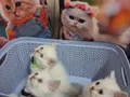 1 erkek yavru ve lilac dişi ile 5 yavrusuna yuva aranıyor