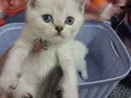 1 erkek yavru ve lilac dişi ile 5 yavrusuna yuva aranıyor