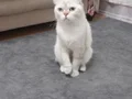 1 erkek yavru ve lilac dişi ile 5 yavrusuna yuva aranıyor