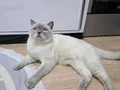 1 erkek yavru ve lilac dişi ile 5 yavrusuna yuva aranıyor