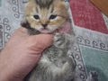 1 erkek yavru ve lilac dişi ile 5 yavrusuna yuva aranıyor