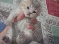1 erkek yavru ve lilac dişi ile 5 yavrusuna yuva aranıyor
