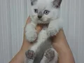 Çikolata point erkek ve blue poınt dişiler kum mama eğitimli