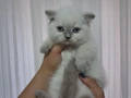 Çikolata point erkek ve blue poınt dişiler kum mama eğitimli