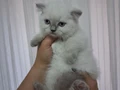 Çikolata point erkek ve blue poınt dişiler kum mama eğitimli