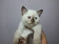 Çikolata point erkek ve blue poınt dişiler kum mama eğitimli