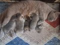 Baba golden anne lilac bebekler 2 erkek 2 dişi