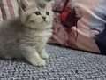 Baba golden anne lilac bebekler 2 erkek 2 dişi
