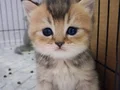 Baba golden anne lilac bebekler 2 erkek 2 dişi