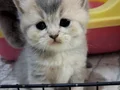 Baba golden anne lilac bebekler 2 erkek 2 dişi