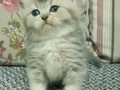Baba golden anne lilac bebekler 2 erkek 2 dişi
