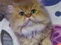 Baba golden anne lilac bebekler 2 erkek 2 dişi