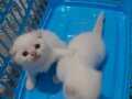 Scottish fold yavrum erkektir ev ortamında büyüdüler