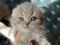 british longhair ve scottish yavrular
