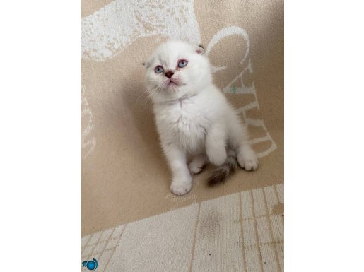 Kendi kedimin yavrusu bir adet çok oyuncu ve sağlıklı 