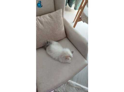 British longhair 