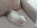 British longhair 