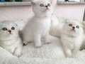Silver Scotish Fold ve Beyaz British Short Hair yavrular