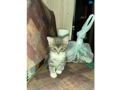 1 buçuk aylık yavru kedi yuvasını arıyor 