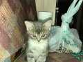 1 buçuk aylık yavru kedi yuvasını arıyor 