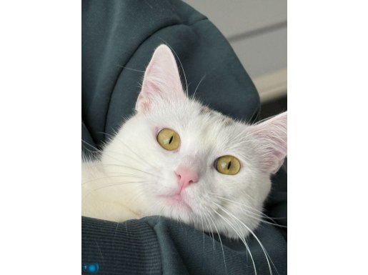 Tüm eşyaları ile birlikte kısırlaştırılmış dişi kedi