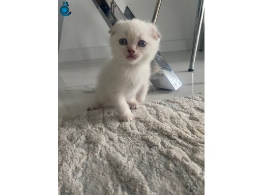 1aylık çok tatlı kedimiz